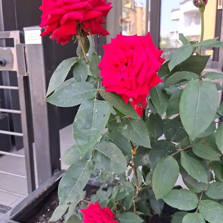 Rose Del פסקיארה דל גארדה